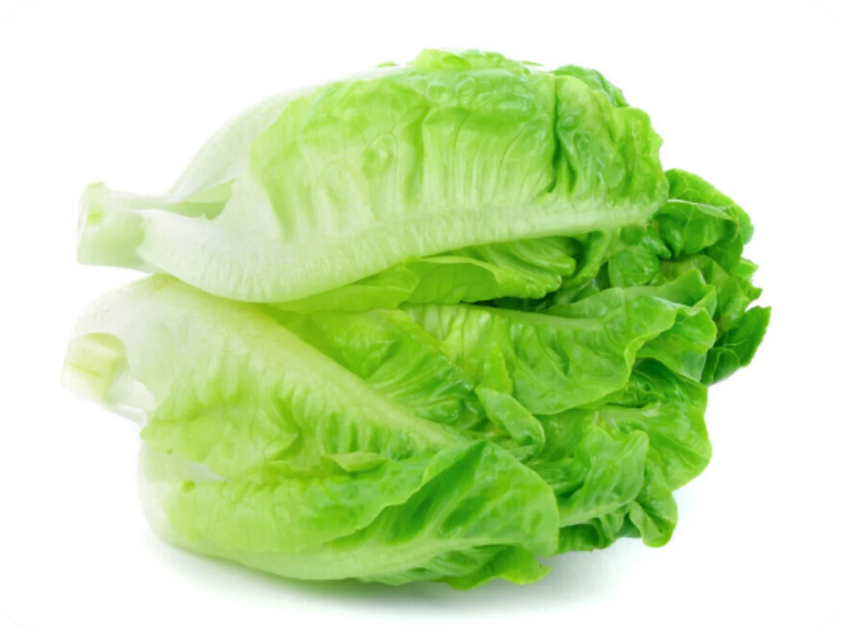 富硒生菜
